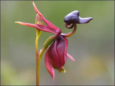 L'une de ces trois fleurs tire son nom, en latin, d'une souris !