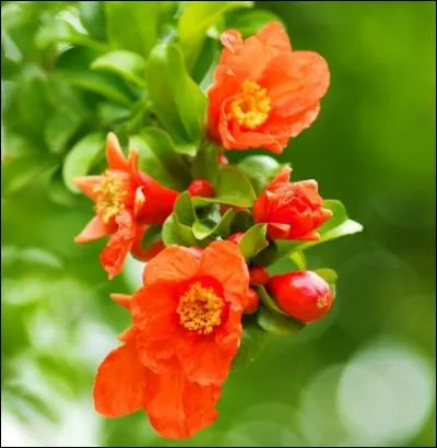Quel jeune acteur, pratiquement inconnu, démarra sa carrière dans le film "Le Nom de la Rose", de Jean-Jacques Annaud, tiré du roman d'Umberto Eco ?