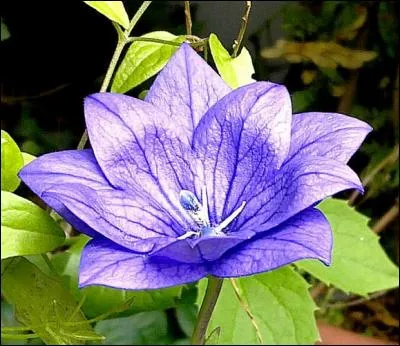 Quel poète français écrivit ce recueil de poèmes, Les Fleurs du Mal ?