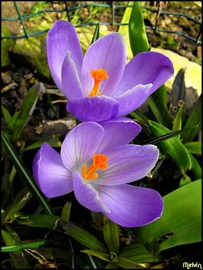 Dans quel département français peut-on visiter la ville de Bormes-les-Mimosas ?