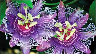 Quel est l'auteur de ce roman, Le Lys dans la Vallée ?