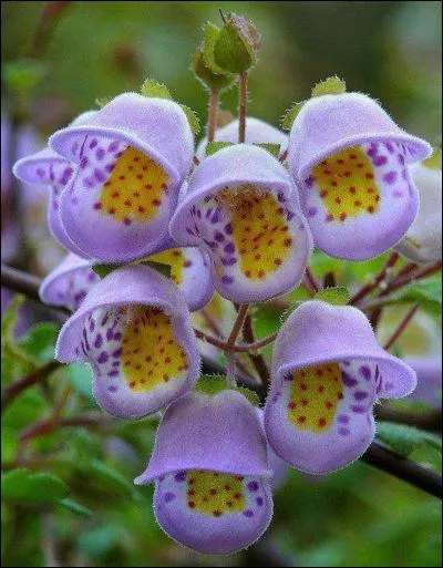 Que pensez-vous de quelqu'un que vous appelez "fleur de nave" ?