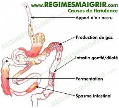 Maintenant soyons un peu s&eacute;rieux car les "gaz", c'est un sujet s&eacute;rieux qui empoisonne l'air. De quoi r&eacute;sulte cette particularit&eacute; de la nature ?