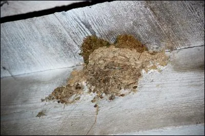 À quel oiseau appartient ce nid de mousse construit sur un nid d'hirondelle ?