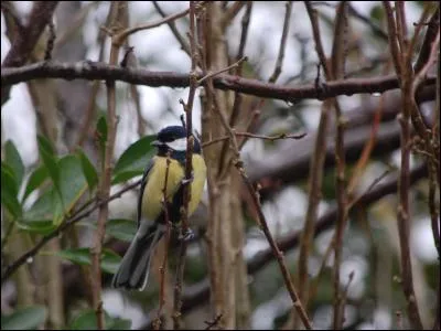 Quel est cet oiseau ?