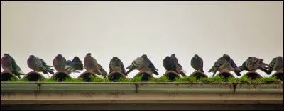 Qu'est-ce qui a permis à ces plantes de pousser dans cette gouttière ?