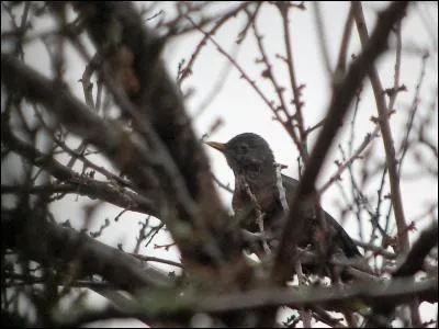 Quel est cet oiseau ?