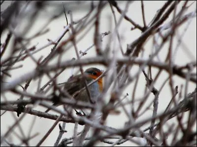 Quels rôles jouent les petits passereaux des villes ?