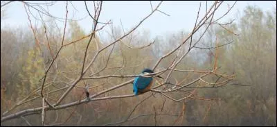 Cet oiseau fréquente les berges des ruisseaux, même en ville ! Quel est-il ?