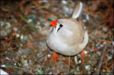 En ville, cet oiseau vit :