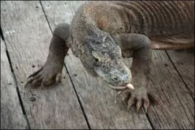 Il y a encore des animaux préhistoriques qui vivent en ce moment.