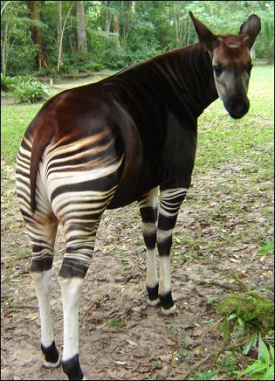 Cet animal est un okapi.