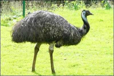Cet oiseau est une autruche.