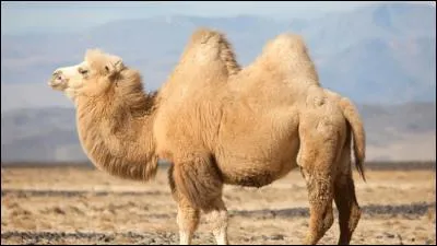Cet animal est un dromadaire.