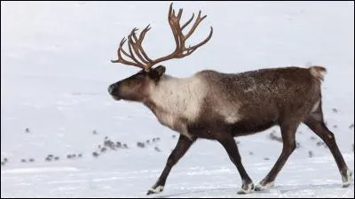 Cet animal est un caribou.