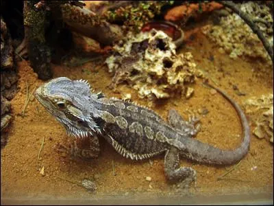 Ce reptile est un iguane.