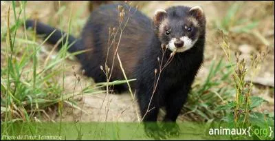 Cet animal est un putois.