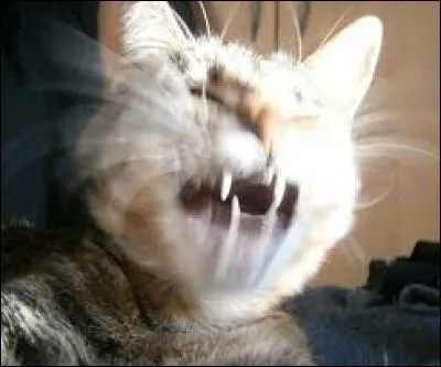 Dotée d'un sens félin très poussé si elle rencontre un chien, Nano...