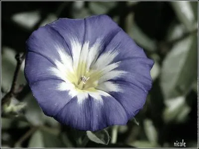 Laquelle de ces fleurs est de la même famille que la "Belle de jour" ?