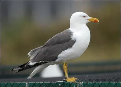 Pour reconnaître ce goéland de son cousin de la question précédente, il faut regarder les pattes et la silhouette car c'est...