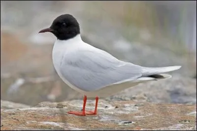 Quelle est cette mouette présente en migration et en hiver dans notre pays ?