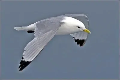 Quelle est cette mouette maritime ?
