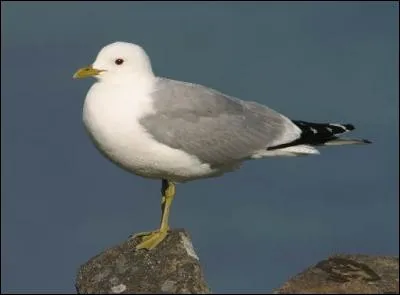 Quel est ce goéland qui niche principalement en Europe du Nord et de l'Est ?