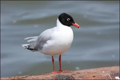 Quel est cette mouette qui ressemble fort à une de ses cousines ?