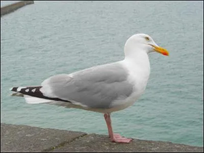 Quel est ce goéland, le plus commun dans la moitié nord de la France ?