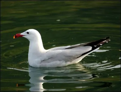 Quel est ce goéland exclusivement méditerranéen ?