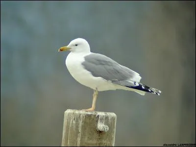 Quel est ce goéland qui migre assez régulièrement dans le nord de la France ?
