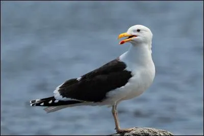 Quel est ce goéland presque exclusivement maritime ?