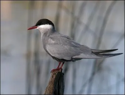 Quelle est la guifette la plus commune de France ?
