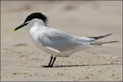 Quelle est la sterne qui hiverne le plus en France ?