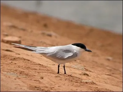 Quelle est cette sterne qui niche surtout dans la moiti&eacute; sud de l'Europe ?