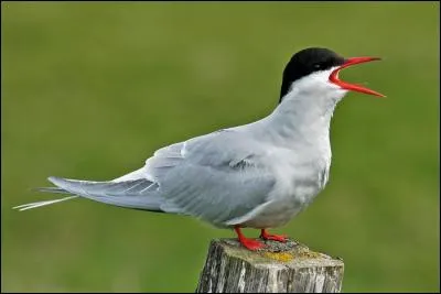 Quelle est cette sterne qui hiverne dans le sud de l'Afrique et en Antarctique ?