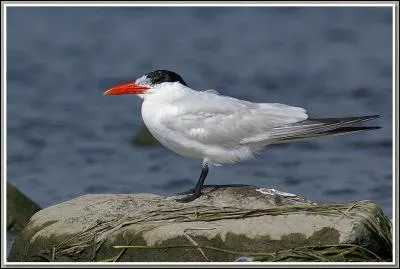 Quelle est la plus grande sterne de France ?