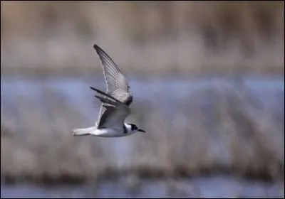 Quelle est la guifette la plus commune en Europe, mais la deuxi&egrave;me en France ?