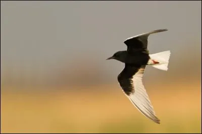 Quelle est la guifette la plus rare d'Europe ?