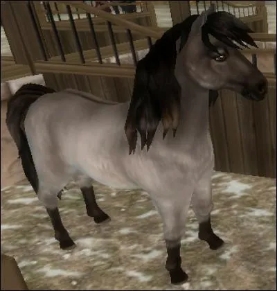 Quelle est cette race ?