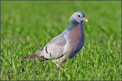 Quel est ce pigeon des zones boisées françaises ?