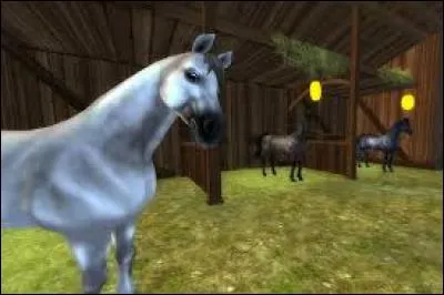 Quelle est cette race ?