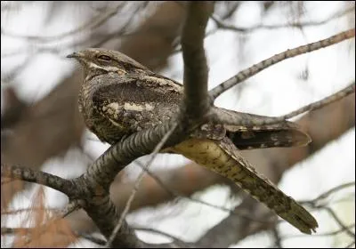 Quelle est la seule espèce d'engoulevents de France ?