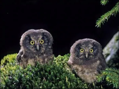 Quel est ce petit rapace nocturne des milieux forestiers ?