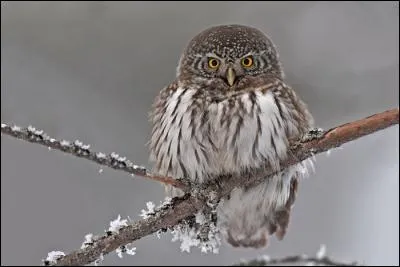 Quelle est la plus petite chouette d'Europe ?