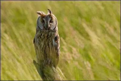 Quel est le hibou le plus commun de France ?