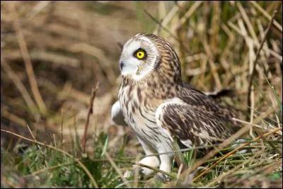 Quel est ce hibou rare en France ?