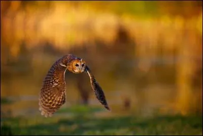 Quel est le rapace nocturne le plus commun de France ?