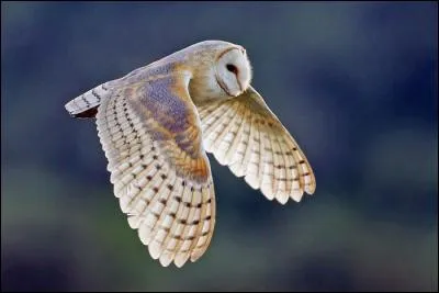 Quel est ce rapace nocturne qui compte plus de 10 000 couples en France ?