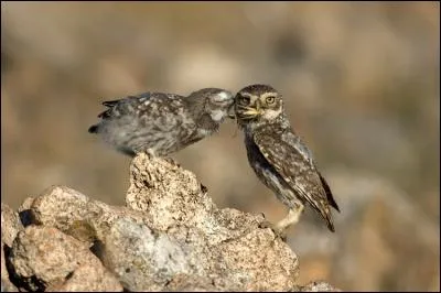 Quelle est cette chouette qui se nommait auparavant "chouette chevêche" ?